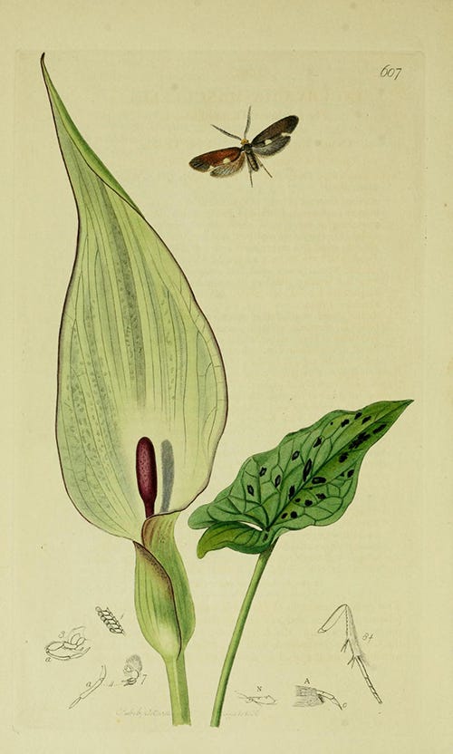 A botanical illustration showing a plant with a white arrow shaped sheath around a dark brown spike, with arrow-shaped green leaves.