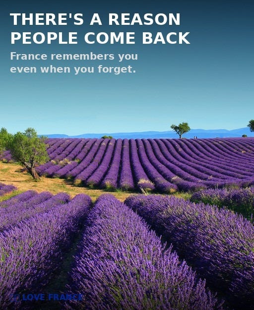 May be an image of French lavender and text that says 'THERE'S A REASON PEOPLE COME BACK France remembers you even when you forget. LOVE FRANCE' May be an image of French lavender and text that says 'THERE'S A REASON PEOPLE COME BACK France remembers you even when you forget. LOVE FRANCE'