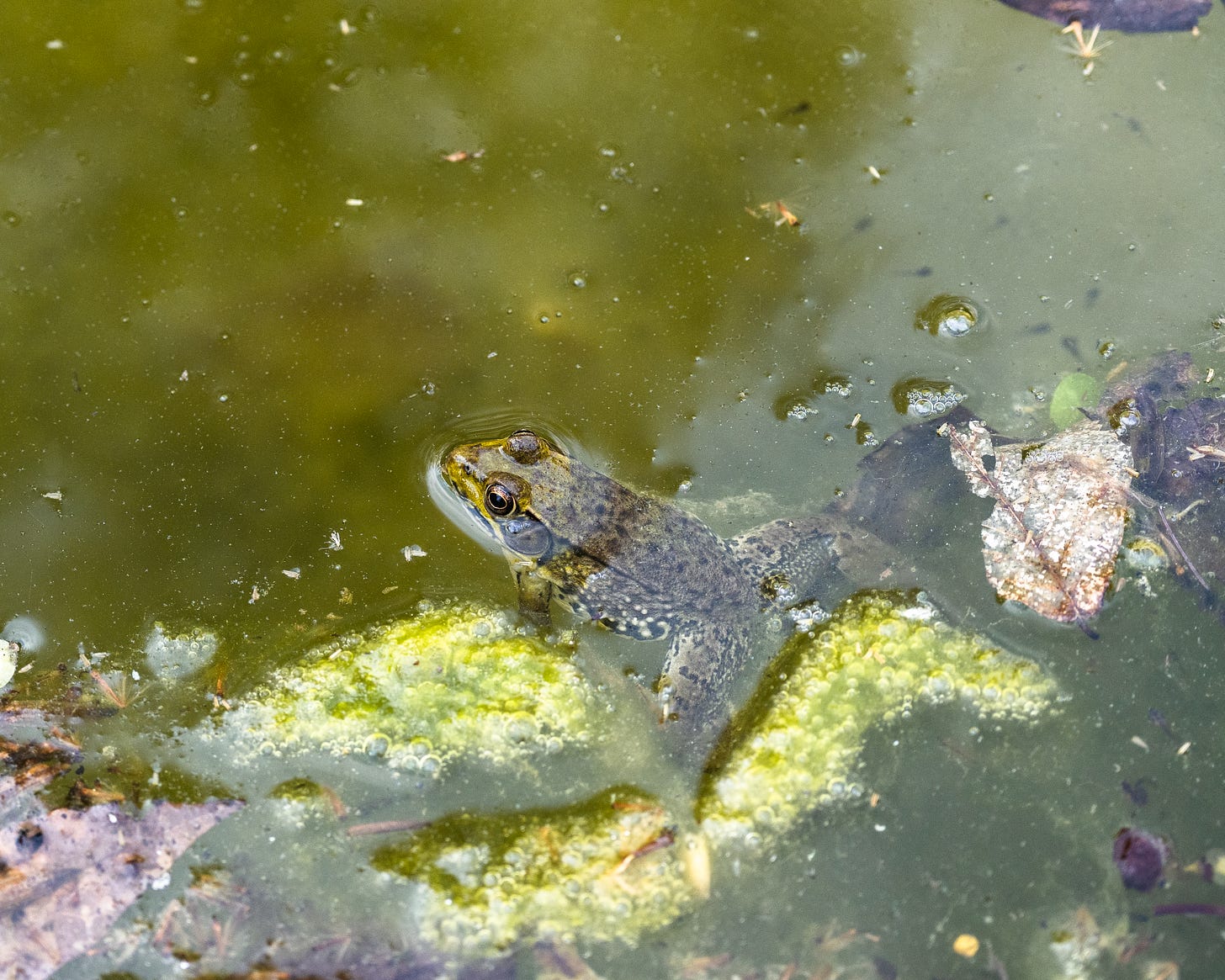 Pond critter