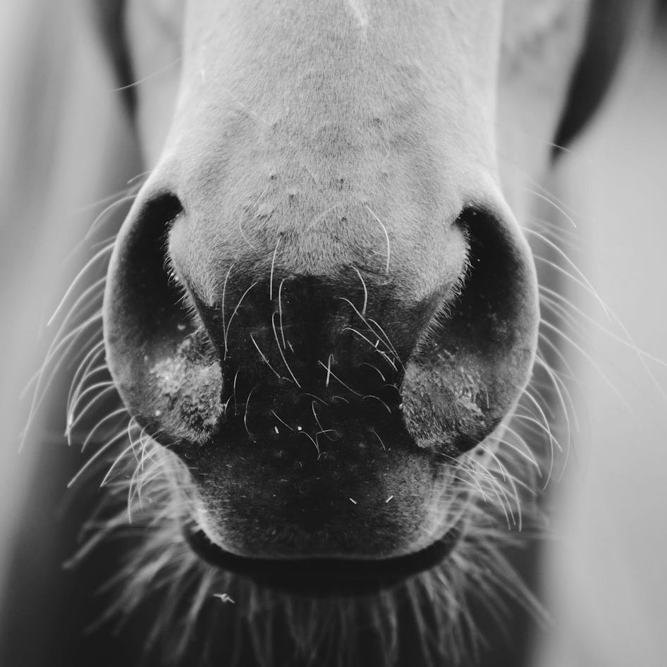 grayscale photo of horse