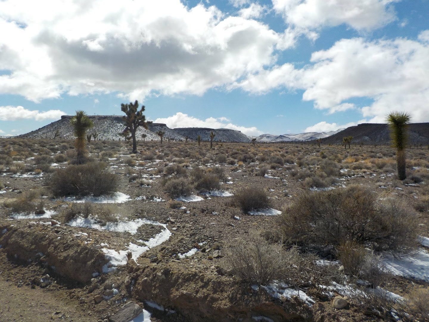 Joshua Trees: Vulnerability in a Time of Resilience