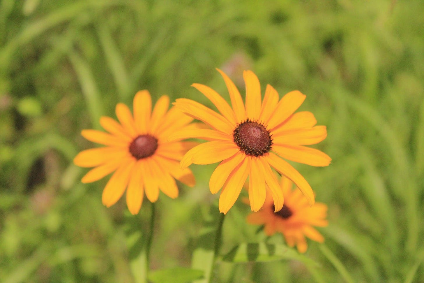 a close up photo of two flowers