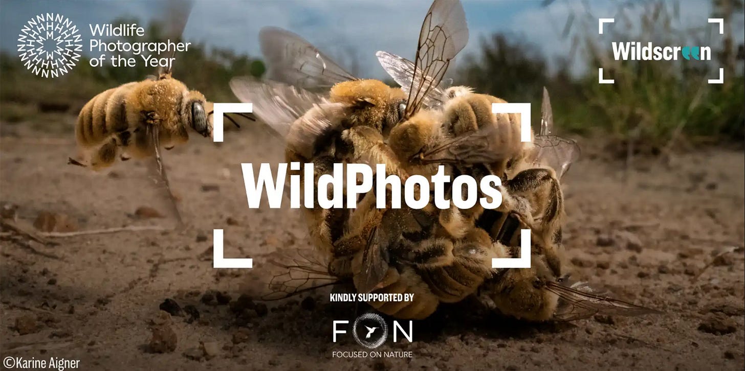 Advert for WildPhotos event