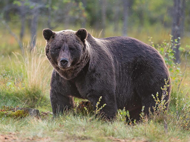 Brown Bear | Species | WWF