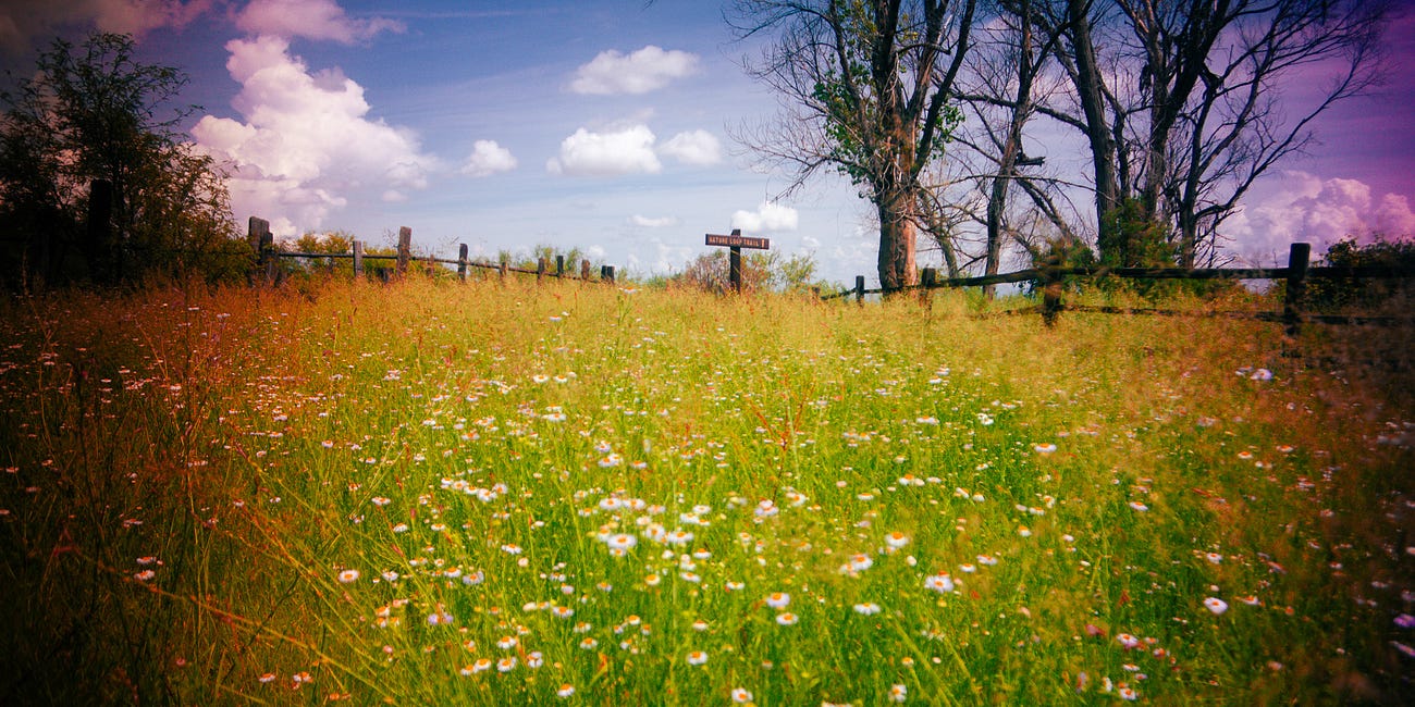 This Field Was Teeming With Life 