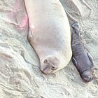 Elephant seals multiply under Point Reyes cliffs once slated for mansions