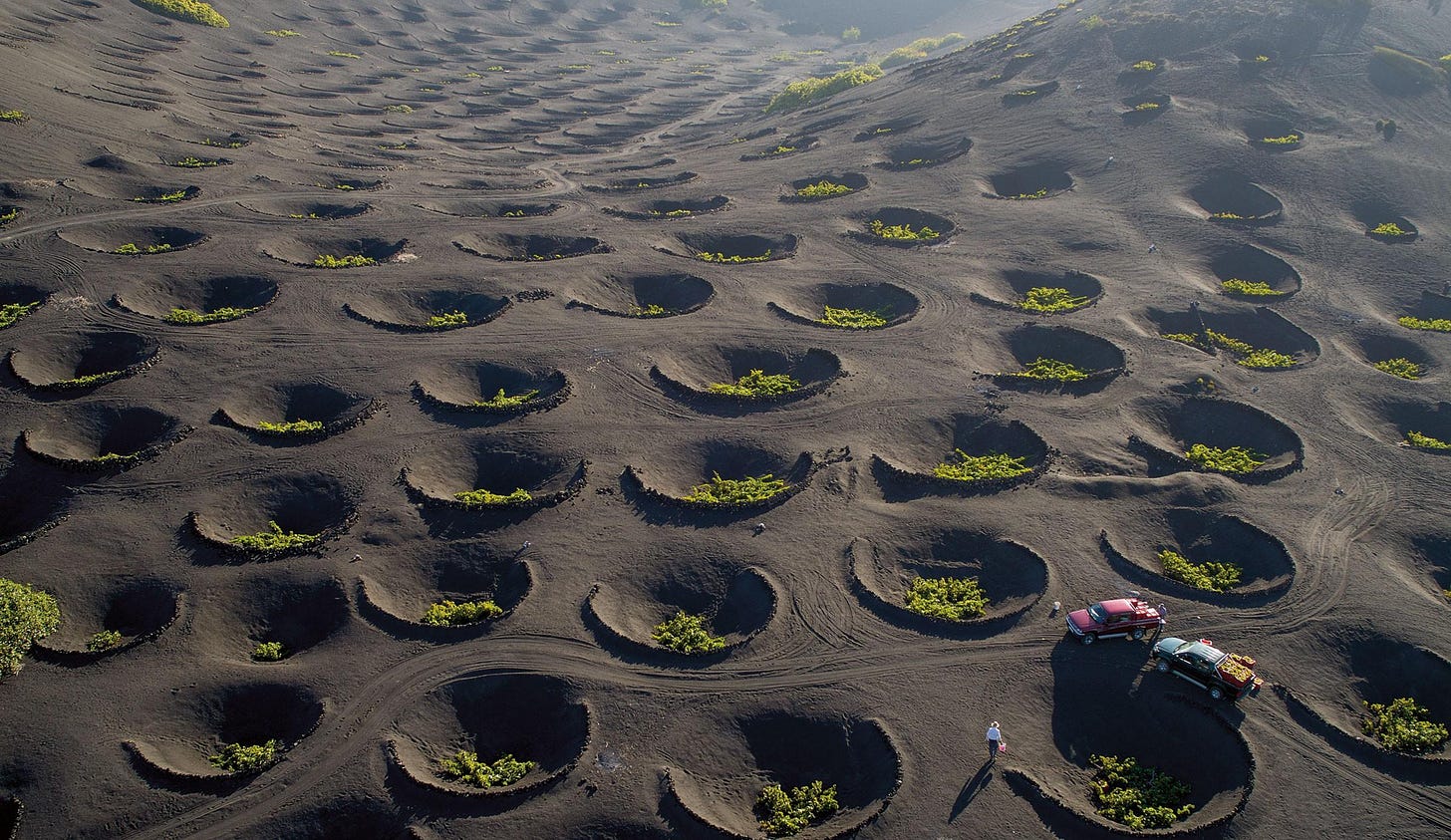 Виноградники в знаменитых вулканических лунных ландшафтах Лансароте. Канарские острова, Испания / Фото / Камералабс Виноградники в знаменитых вулканических лунных ландшафтах Лансароте. Канарские острова, Испания / Фото / Камералабс