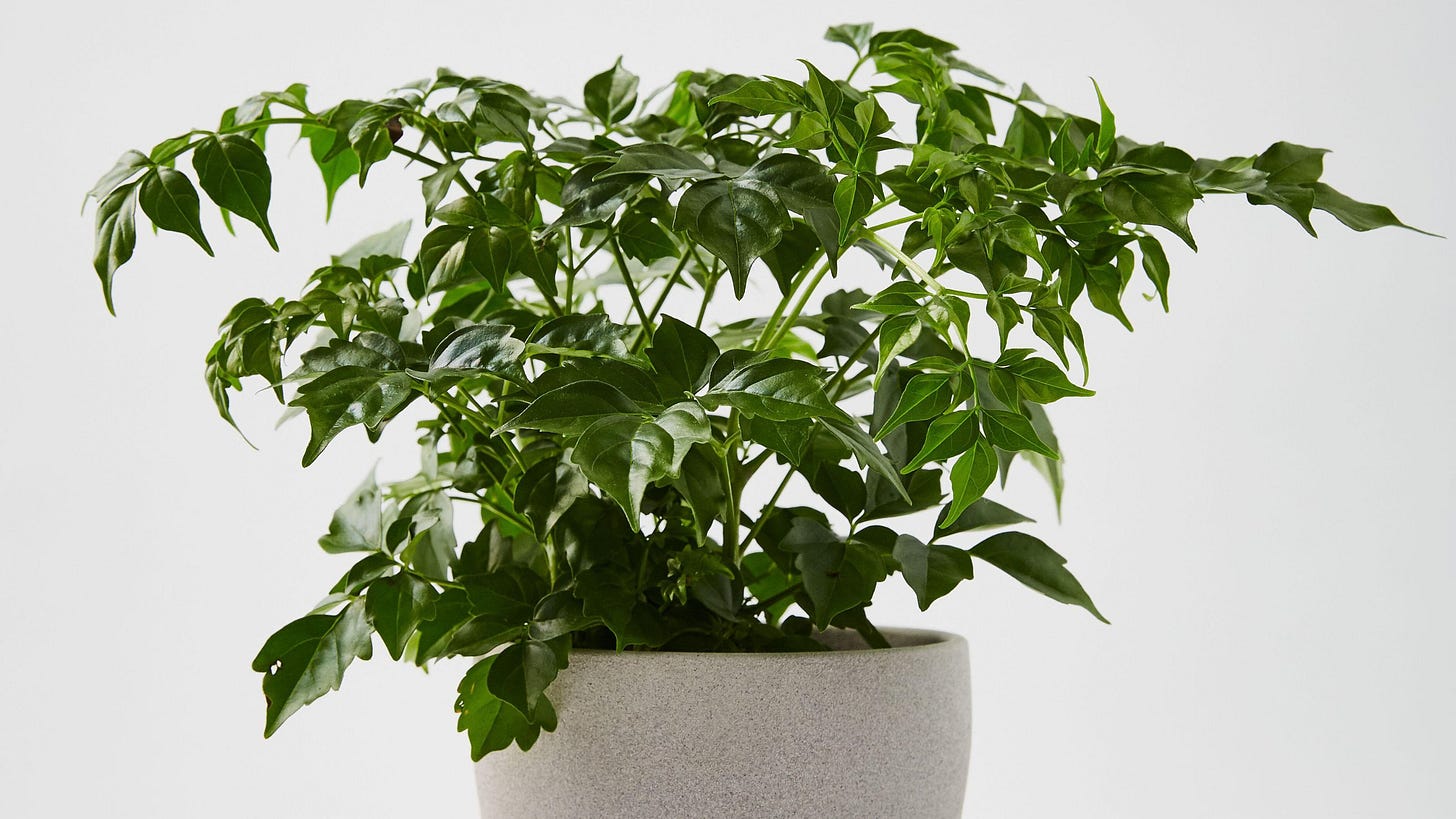 A Radermachera sinica in a white pot