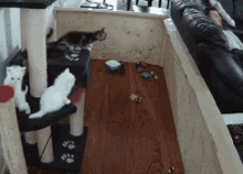 three cats are playing on a cat tree in a living room while a man sits on a couch three cats are playing on a cat tree in a living room while a man sits on a couch