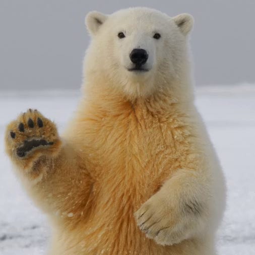Nature Wildlife