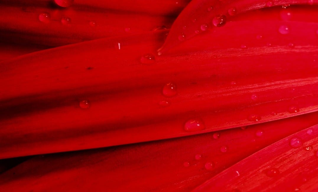 a close up of a red flower with water droplets