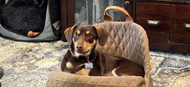 A dog lying on a chair
AI-generated content may be incorrect. A dog lying on a chair
AI-generated content may be incorrect.