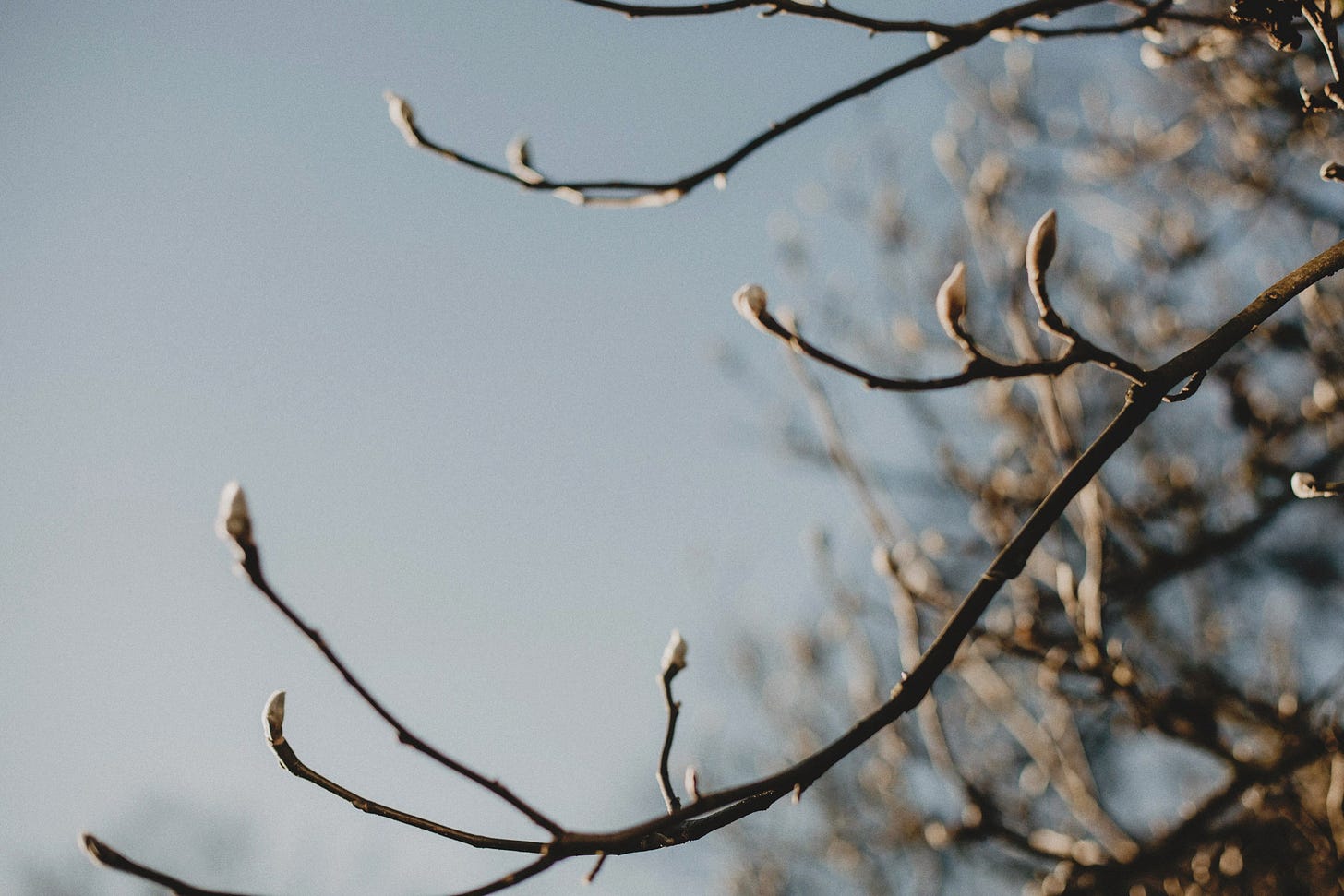 close up of buds on a tree in spring