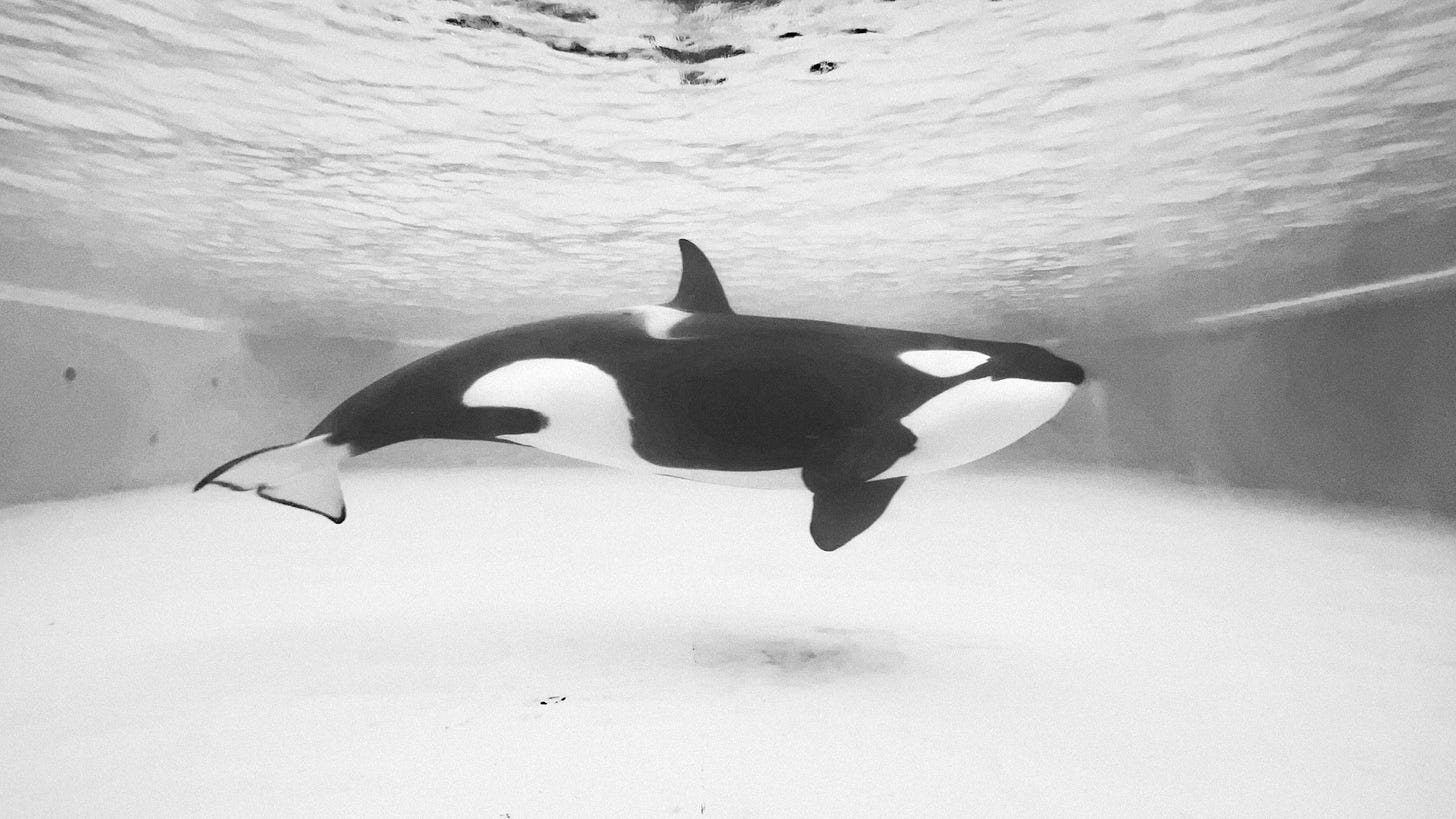 black and white whale swimming underwater black and white whale swimming underwater