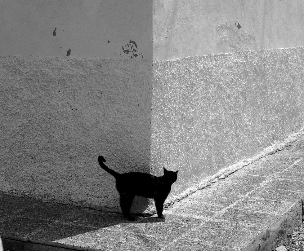 a black cat standing on the side of a building a black cat standing on the side of a building
