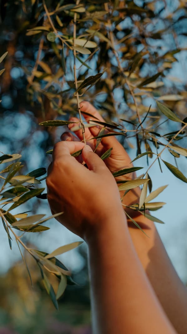 Two hands touch the leaves of an olive tree, against the backdrop of a blue sky. 