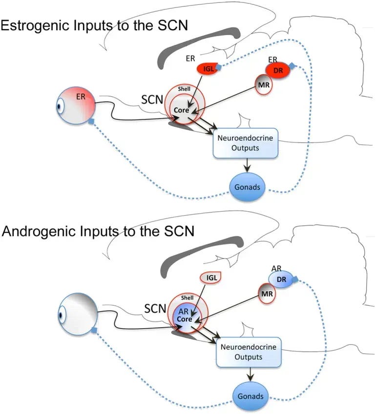 Estrogen and testosterone both feed into the brain’s master clock, the SCN, through distinct receptor pathways that stabilize circadian timing (Mong JA et al., Sleep, rhythms, and the endocrine brain, J Neurosci, 2011). Hormones and Sleep: 
