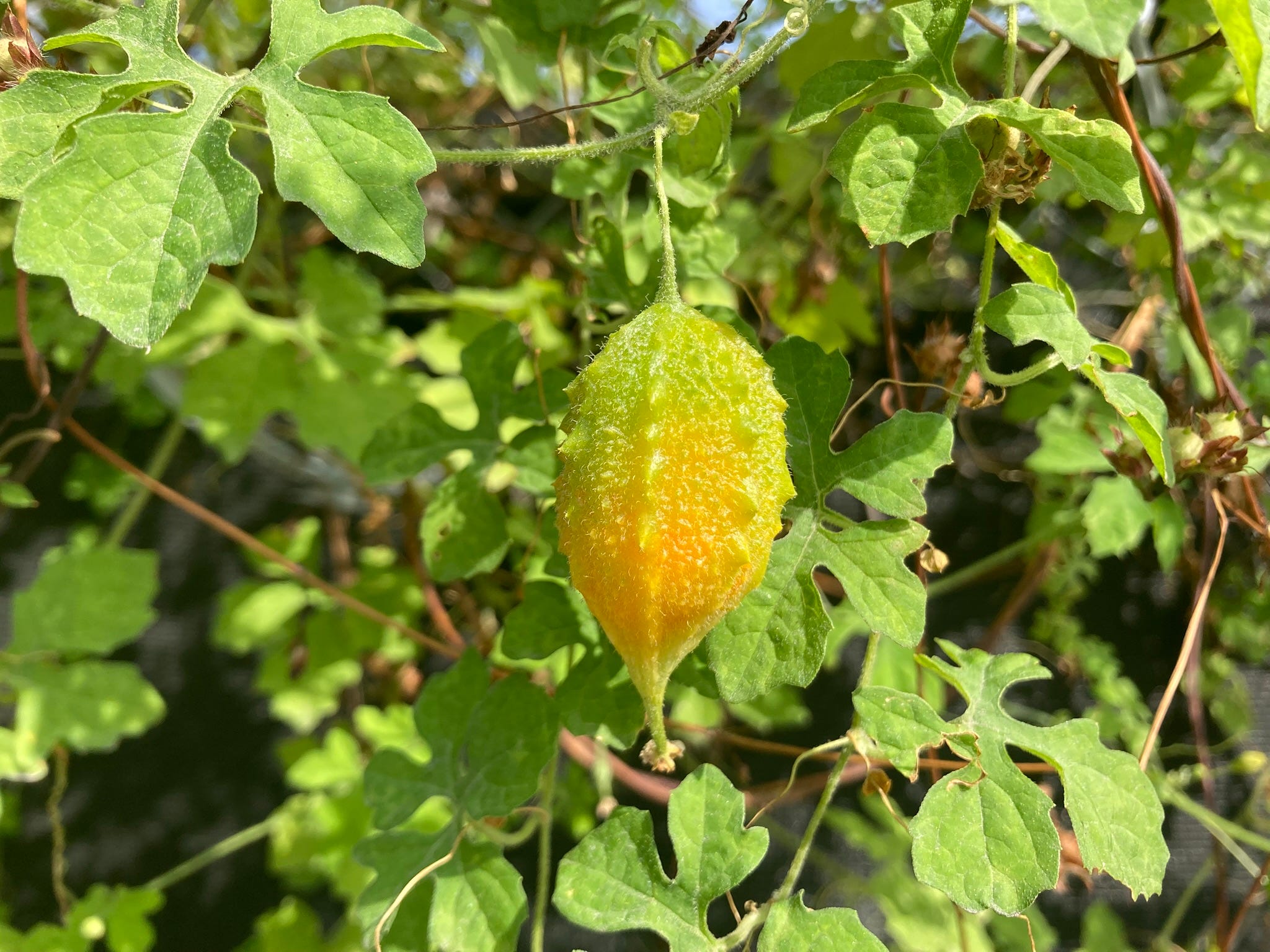 Wild bitter melon - by Onajide Shabaka - A Studio Practice