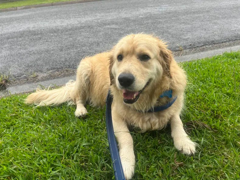 A golden retriever, damp from the rain, lying down on a bright green lawn with a smile on her face. She is a good dog.
