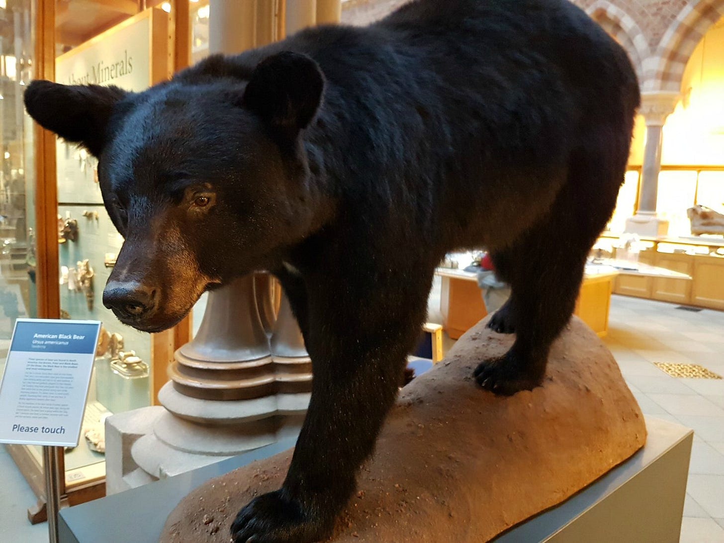 Family day out: Oxford museum of natural history - MUMMYTRAVELS