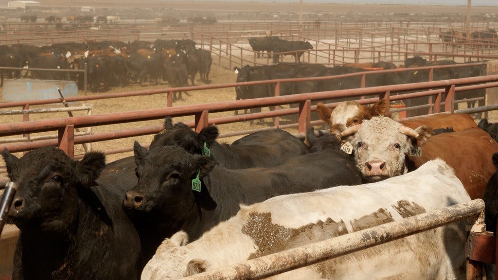 20220923-AMS-PJK-Video-079.00_06_47_38.Still019 | USDA Agric… | Flickr