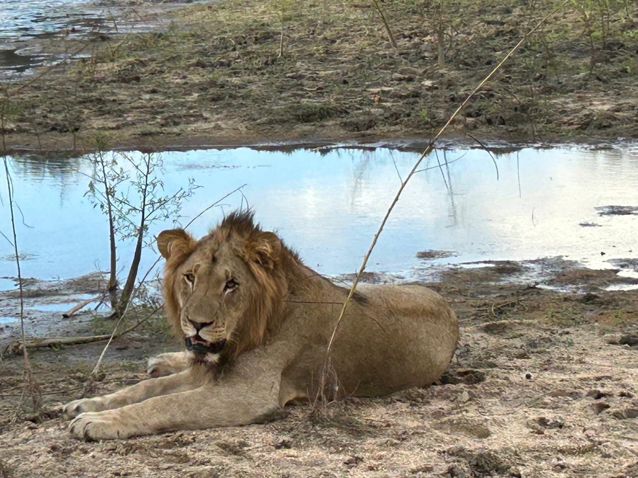 A large male lion with a dark, full mane lies on the ground near a watering hole, his eyes half-closed as he rests in the heat of the day.