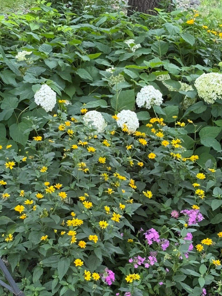 A close-up of a garden

AI-generated content may be incorrect.