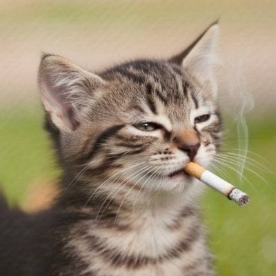 Adorable and Harmless