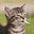 Kitten's avatar