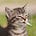 Kitten's avatar