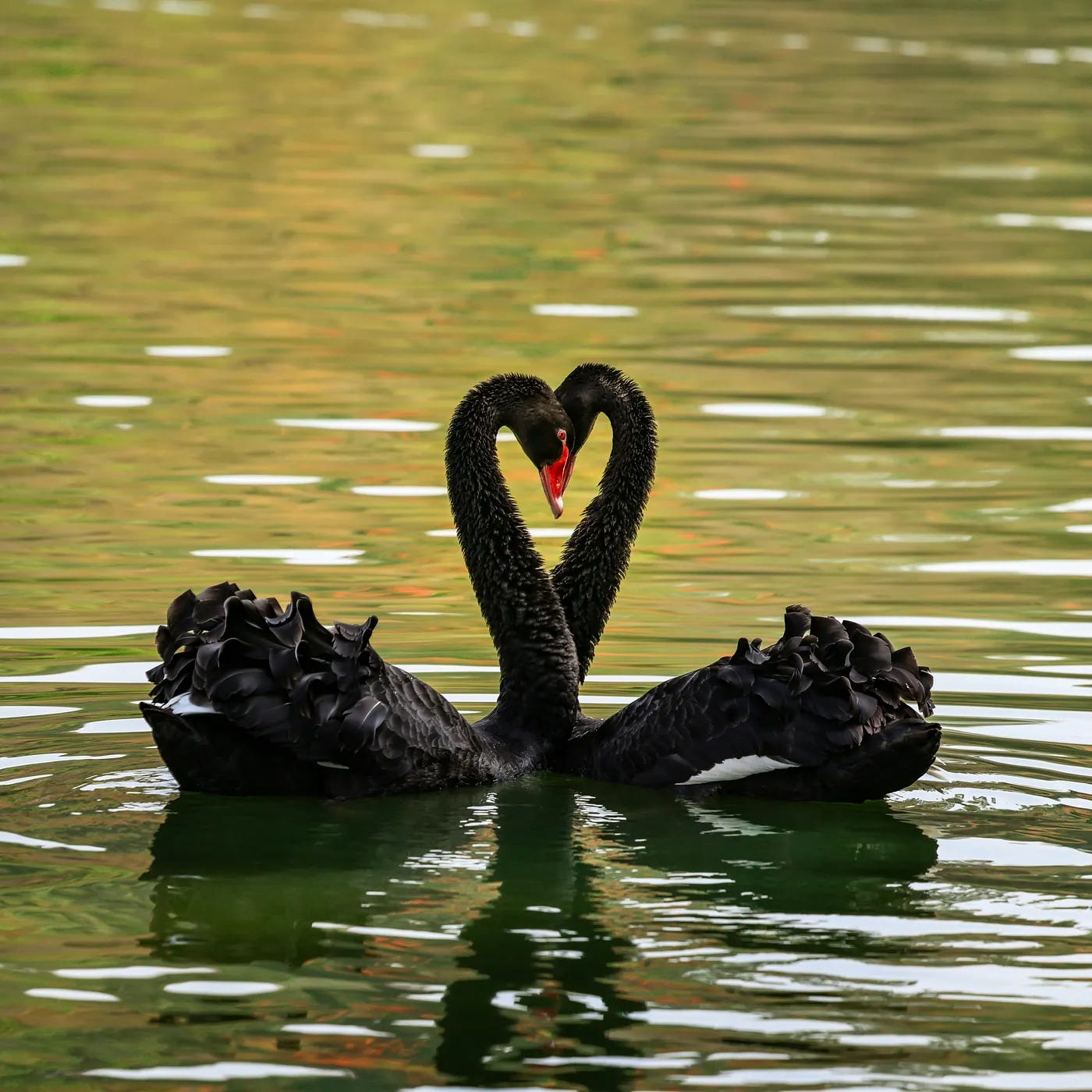 a pair of black swans in a loving neck embrace