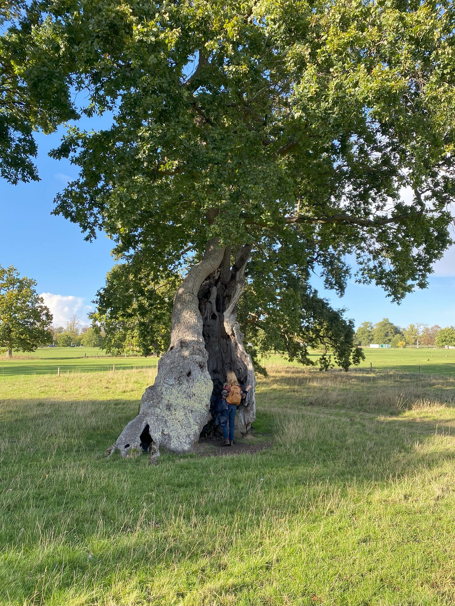 woman enters vast hollow ancient oak tree in Blenheim Park