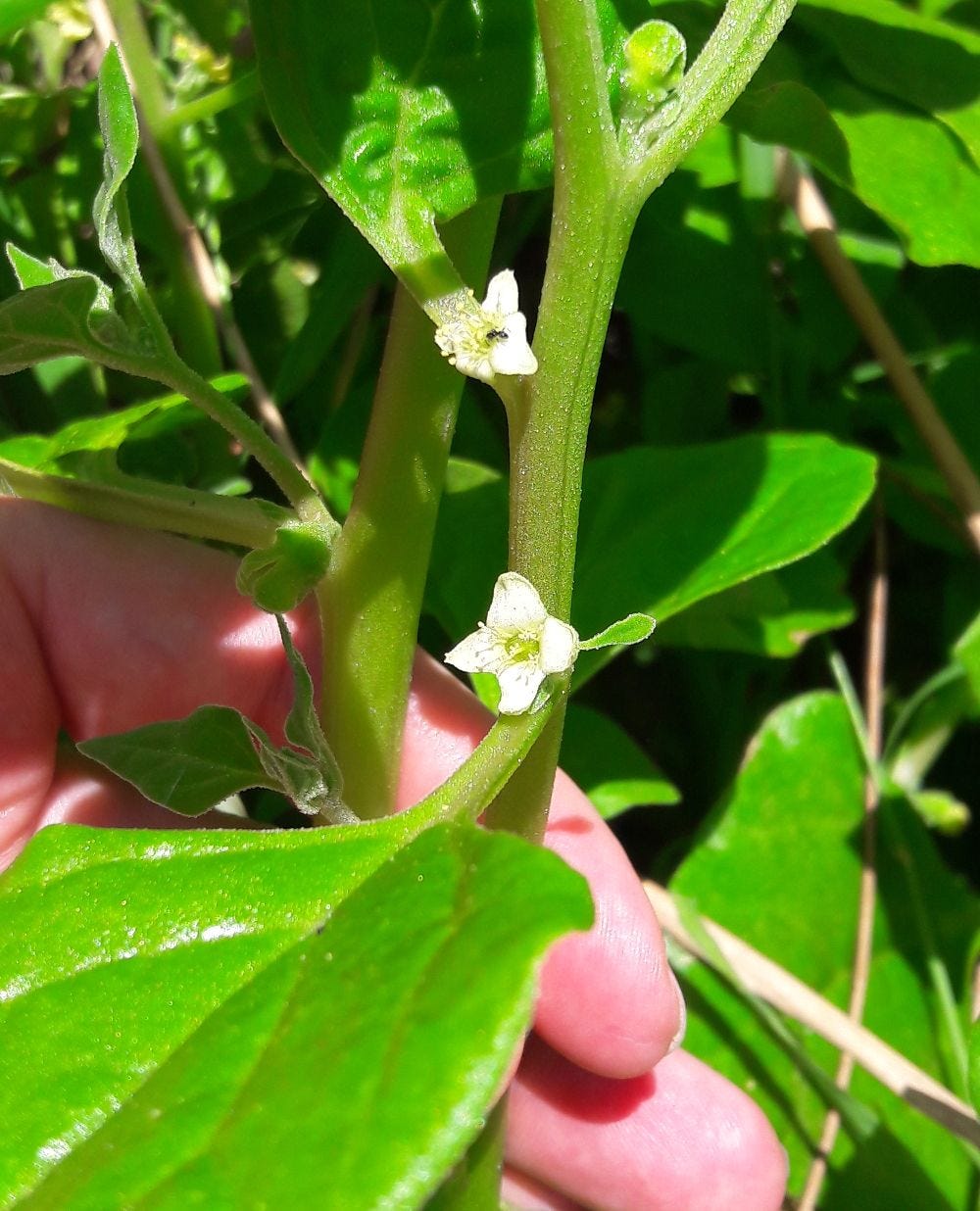 Tetragonia tetragonides [white flowers] 20221105_135946 sml.jpg
