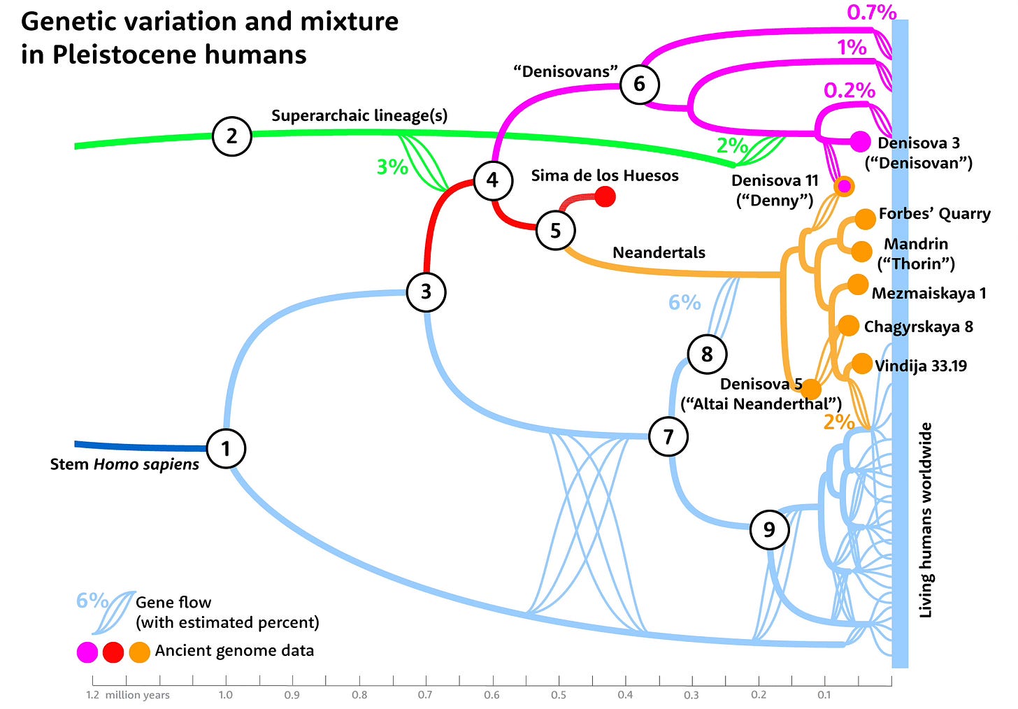 Tree of connections of ancient genomes and living people, showing Denisovan, Neanderthal, and African diversity in branches Tree of connections of ancient genomes and living people, showing Denisovan, Neanderthal, and African diversity in branches