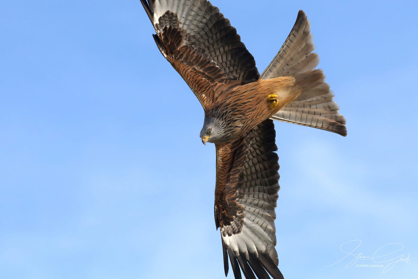 A red kite in flight 