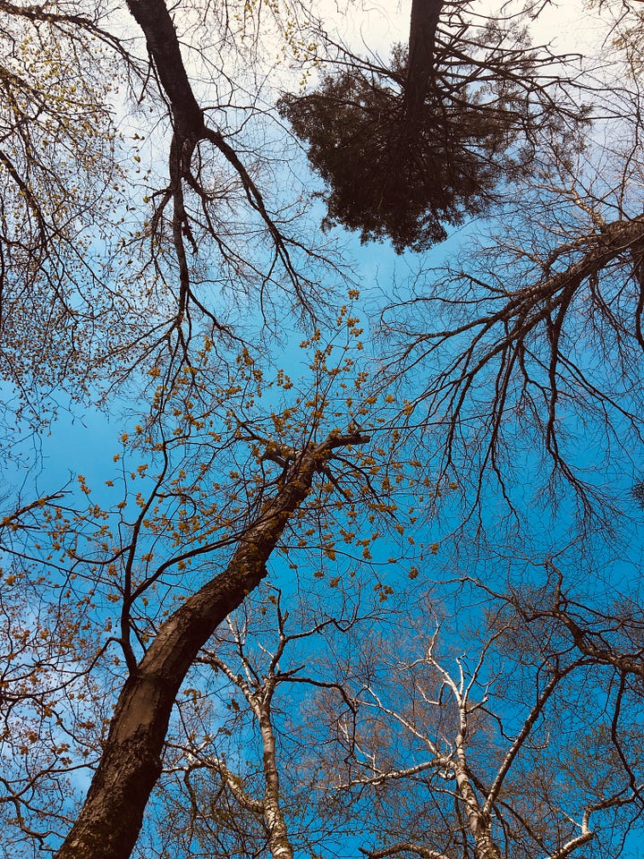 Don't forget to look up.