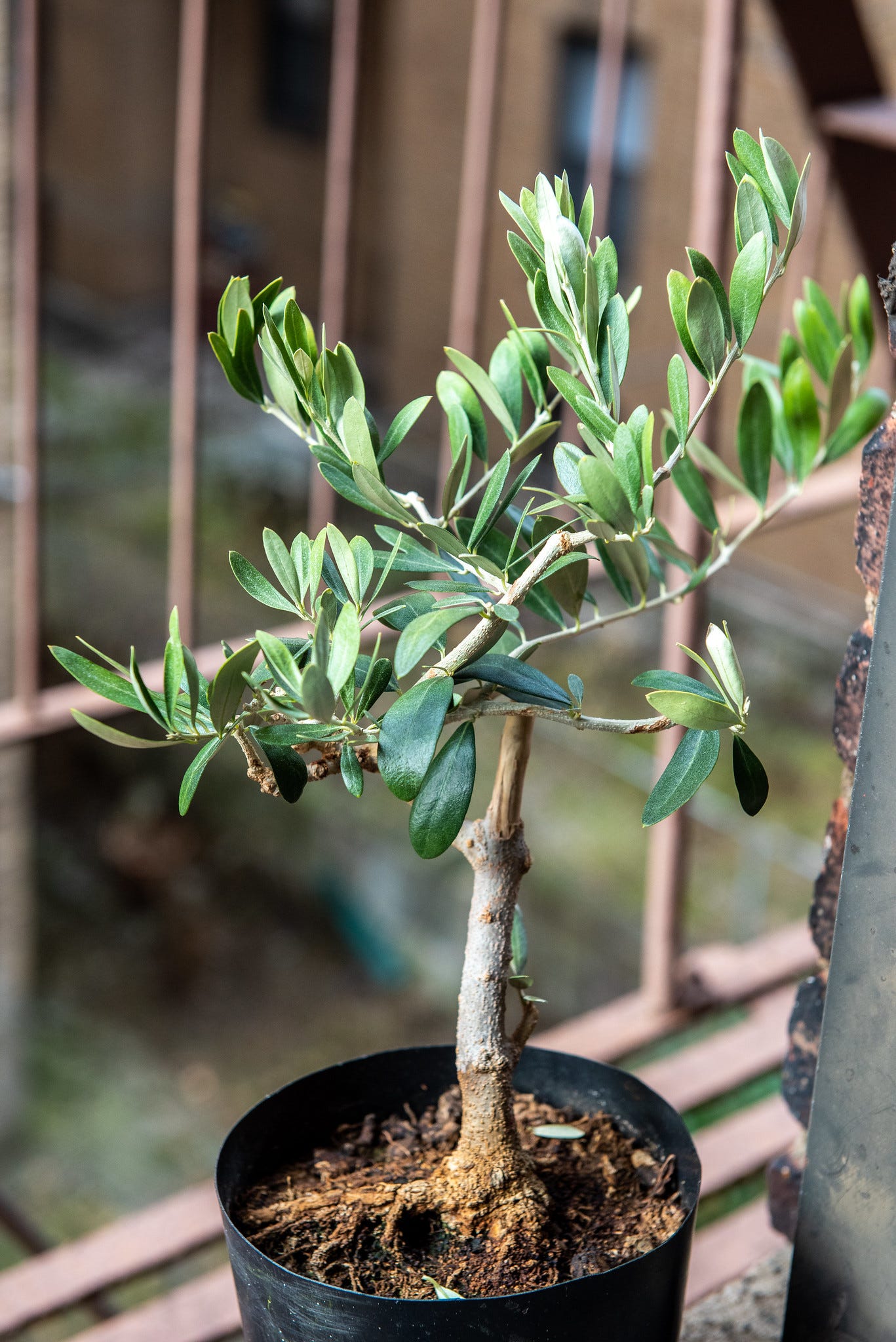 ID: Photo of olive pre bonsai tree, a mess