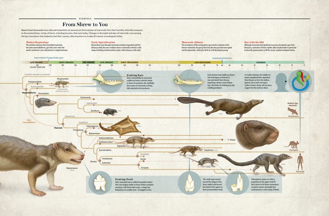 From Shrew to You — Information is Beautiful Awards