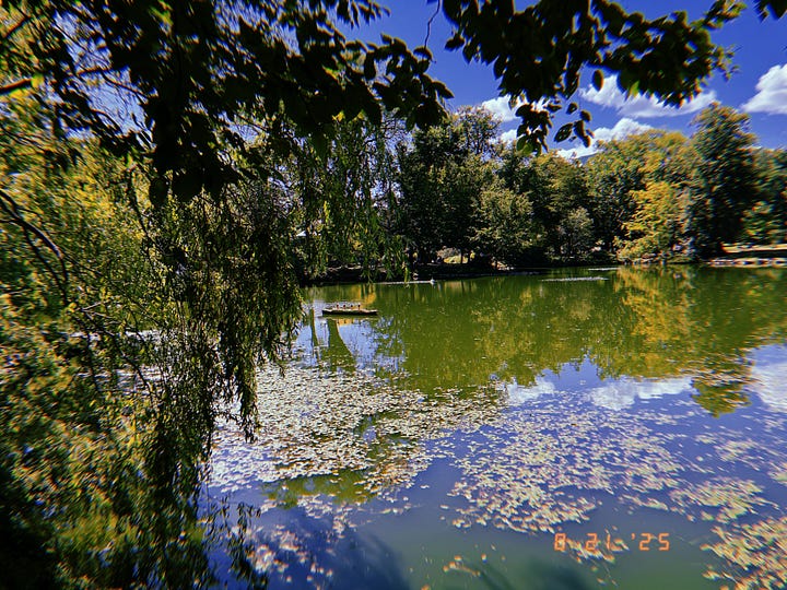 1) From a doc with blue Adirondack chairs, on an ocean inlet, a view of a rocky & grassy cliff where a blue house perches. 2) A large bush of golden yellow flowers on LM Montgomery’s childhood property. 3) A view of the pond, surrounded by greenery, at the Public Gardens in Halifax. 4) A view of the docks at Lunenburg, featuring many boats (including the Bluenose II).