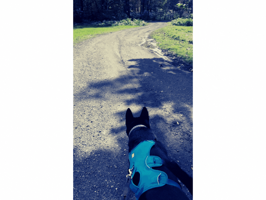 One Woman's (and One Dog's) Search for Meaning 