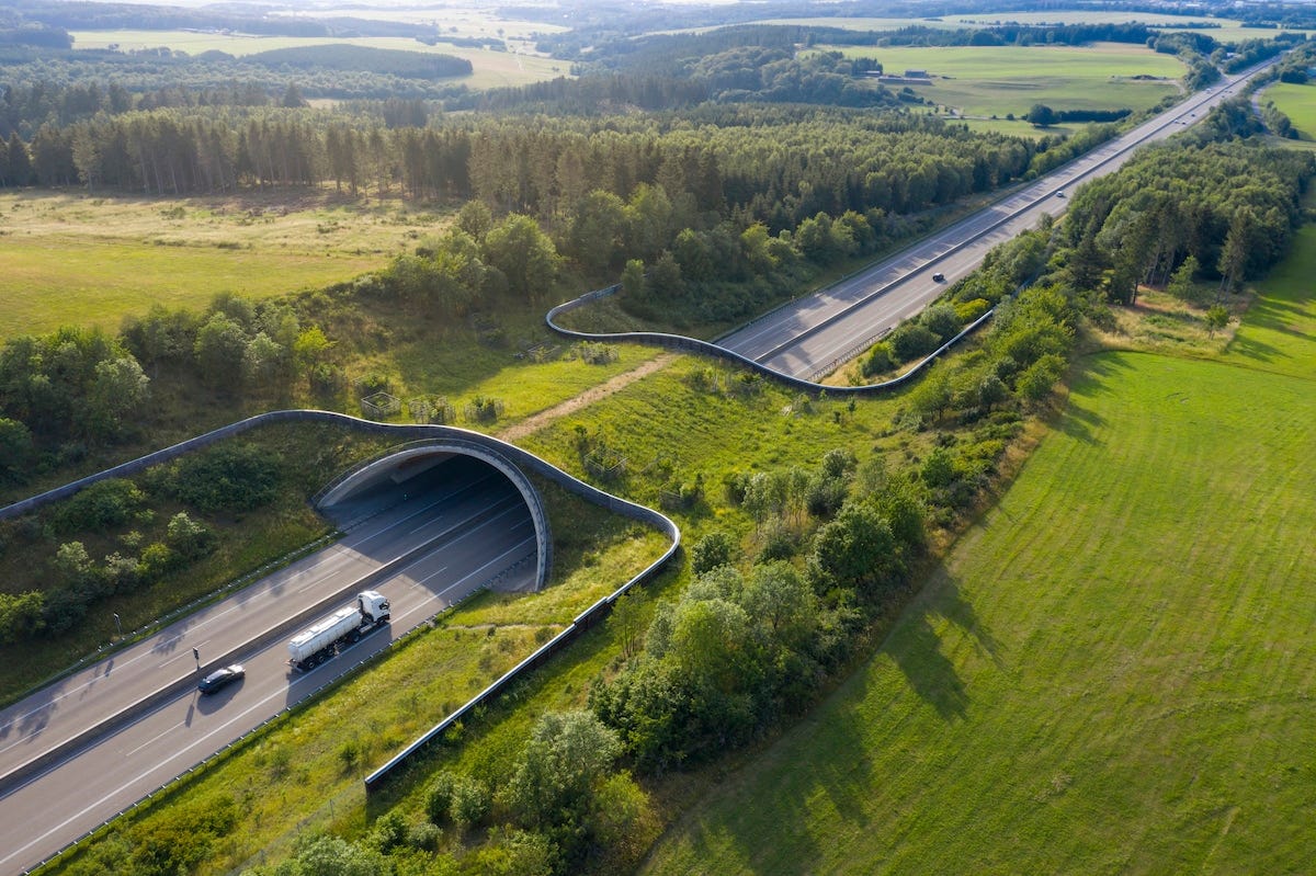Wildlife Corridors 101: Everything You Need to Know - EcoWatch