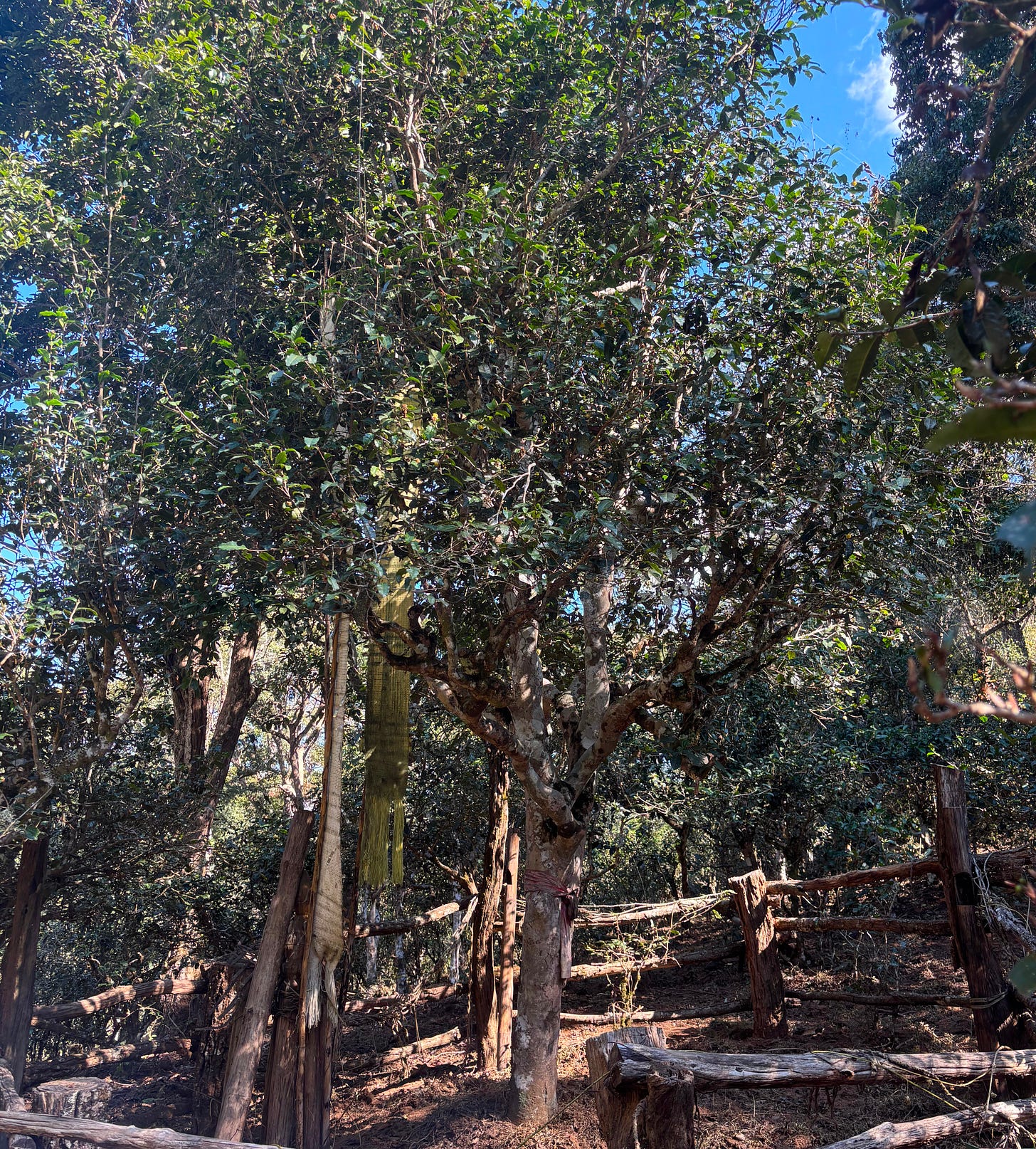 Ancient tea tree in Jingmai, Yunnan (photo credit Ryan Ahn 2025)