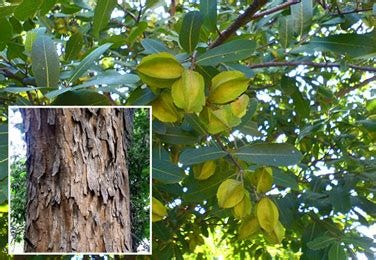 Arjuna (Terminalia Arjuna) - Properties, Benefits, Uses & Dosage