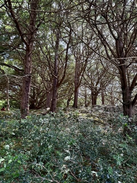 Top photos: A rare grove of yew trees Bottom: Older trees are found in protected public spaces. A shaded trail next to our lodging had a few older native trees but an invasive rhodendron species is rapidly replacing the native plants.