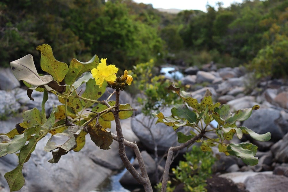 Pau d'arco (Handroanthus serratifolius)