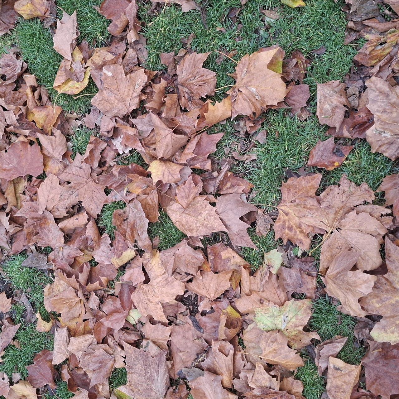 Artwork for Autumn In My Heart