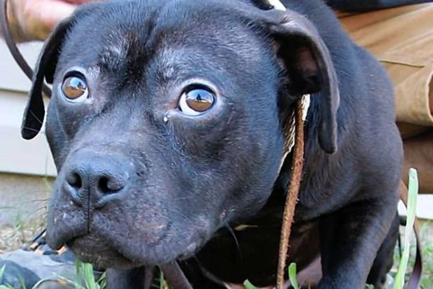 May be an image of dog