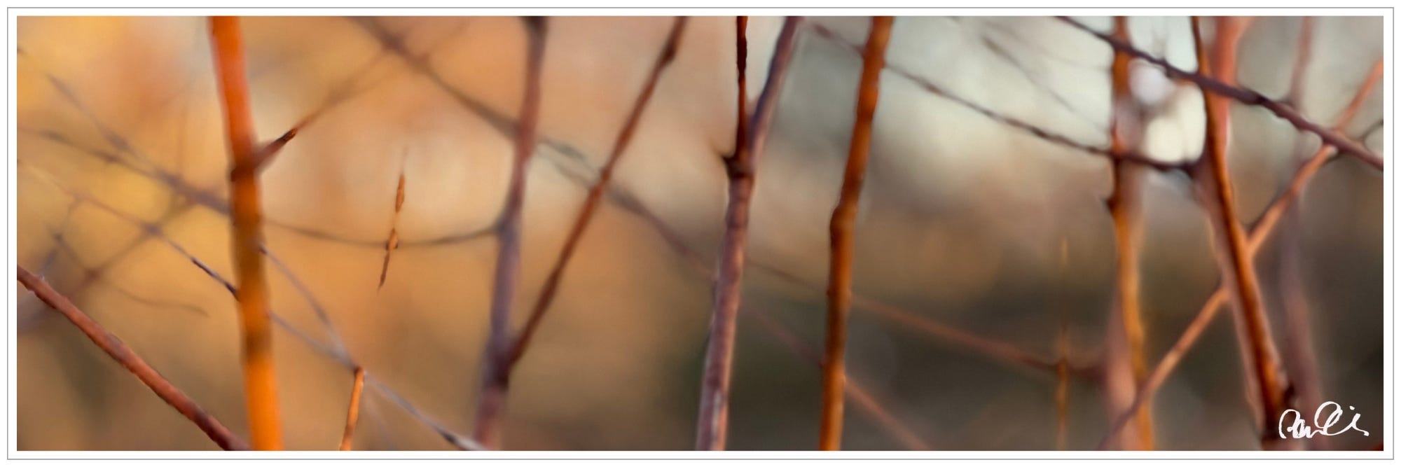 Abstract: macro image of red plant stalks