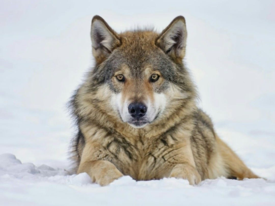 Les 7 Bonnes Nouvelles du Dimanche 25 Janvier 2026 Les 7 Bonnes Nouvelles du Dimanche 25 Janvier 2026