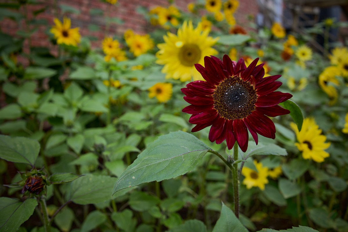 sunflower blooms